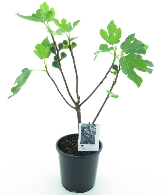 8946 - ficus carica-min