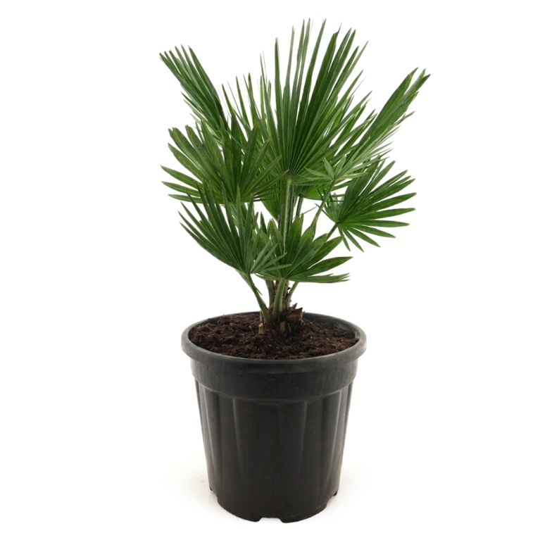 0002 chamaerops humilis vulcano