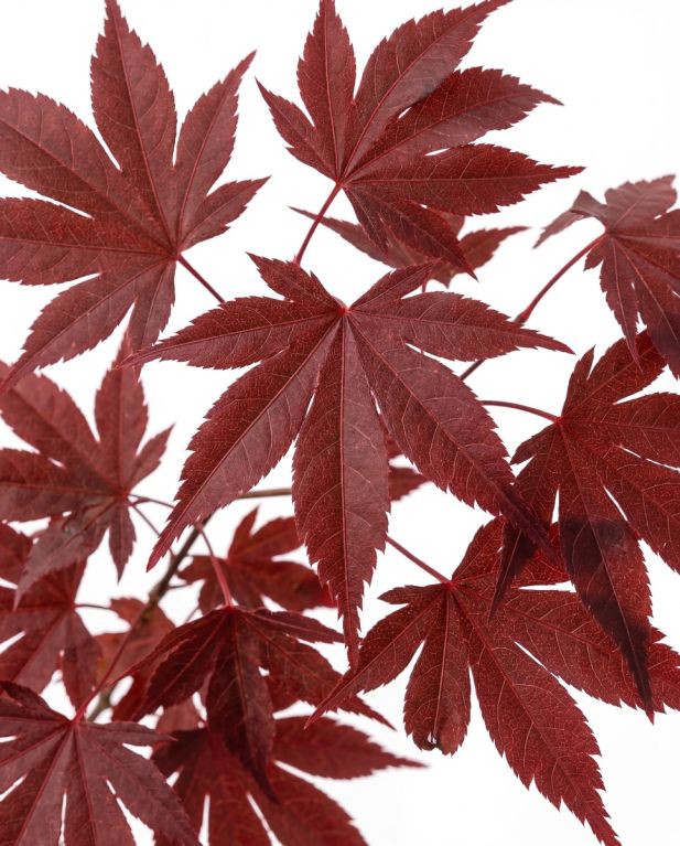 Acer-palmatum-atropurpureum-p10-2