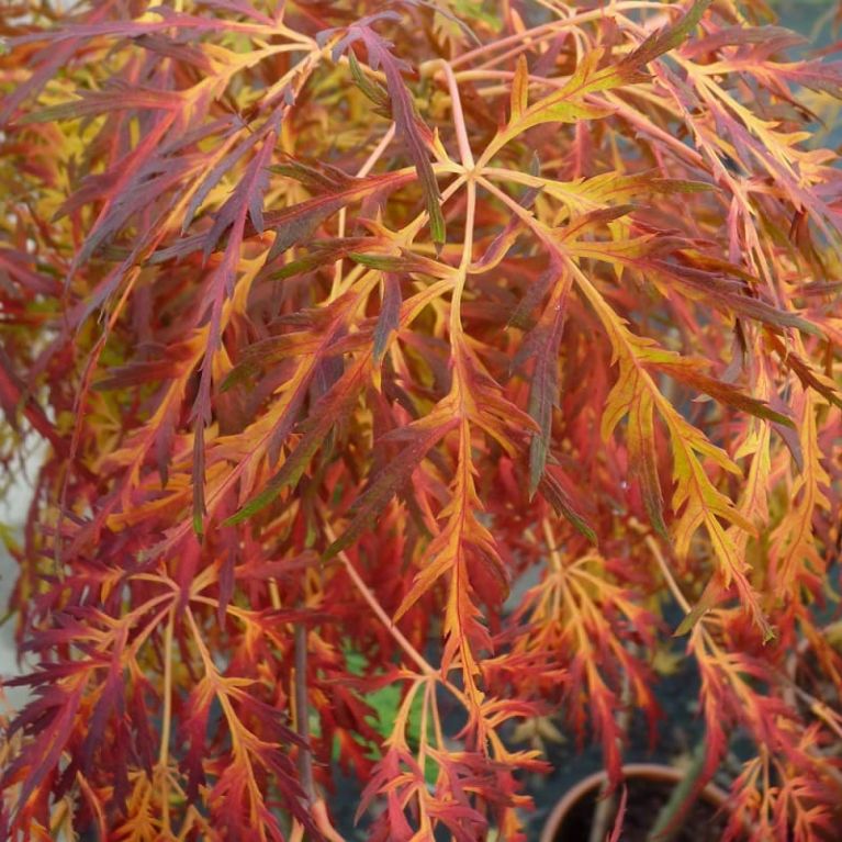 Acer dissectum fall k-min