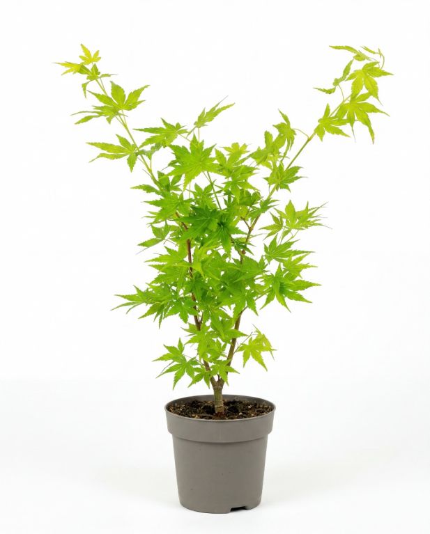 Acer going green p10