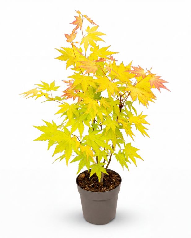 Acer orange dream p10