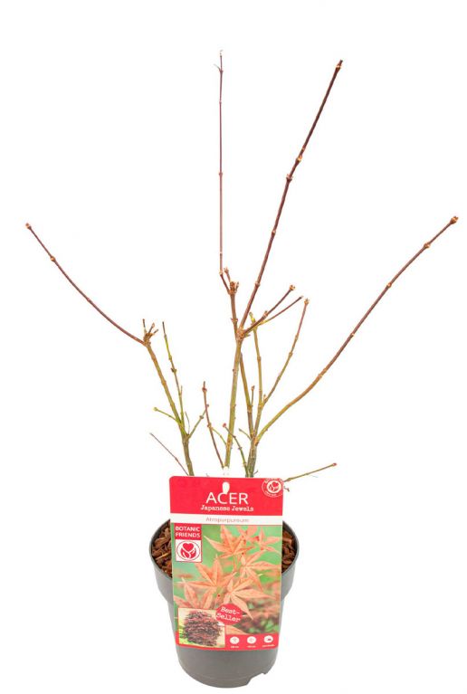 Acer palmatum atropurpureum p15