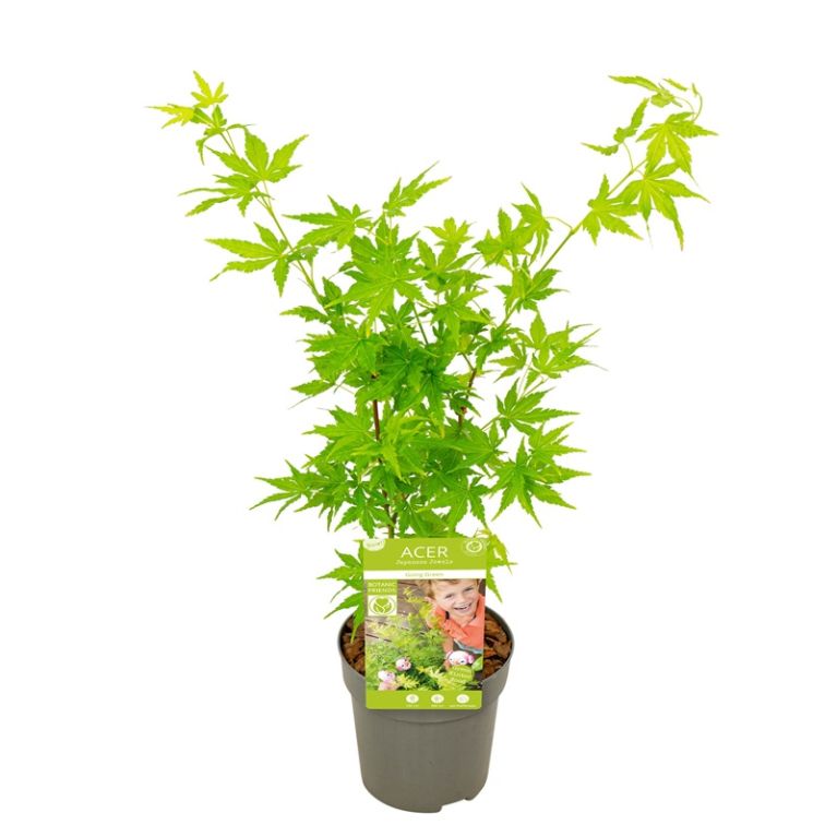 Acer palmatum going green 1