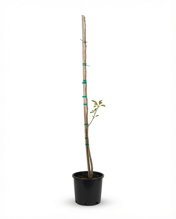 Albizia julibrissin rosea p26-01