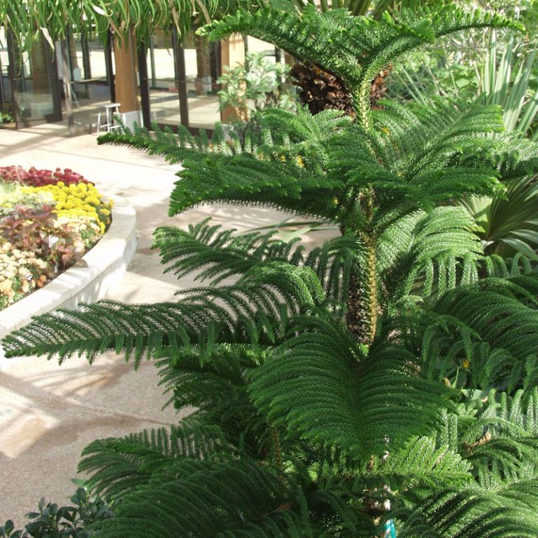 Araucaria heterophylla 2