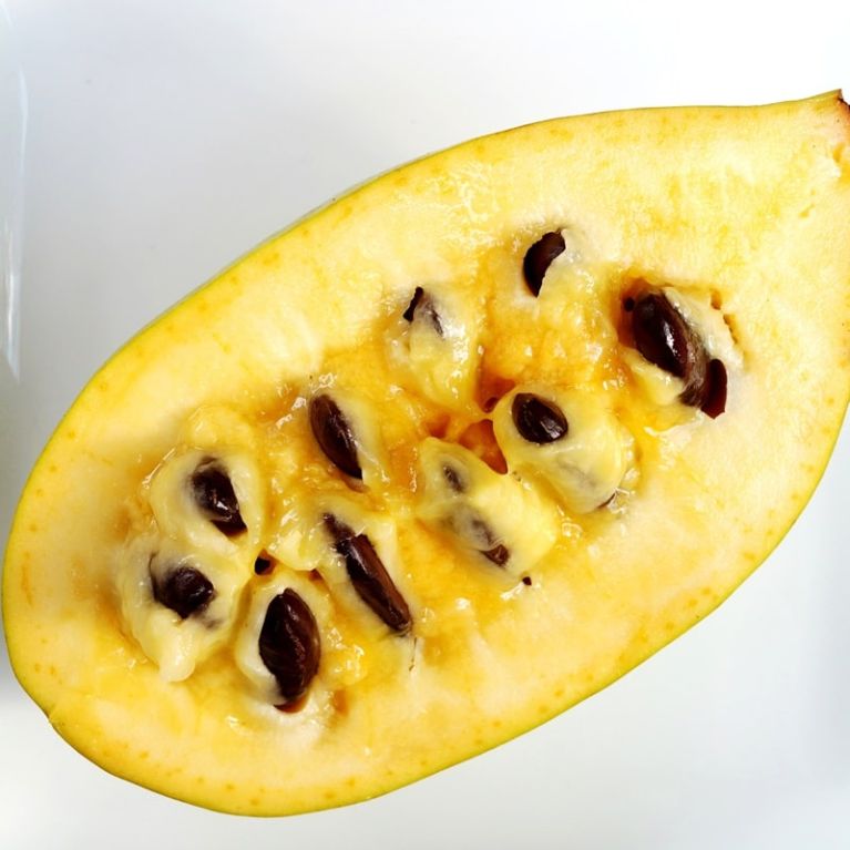Asimina triloba fruit k-min 1