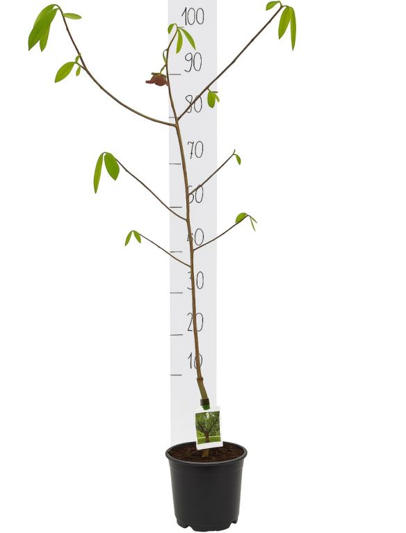 Asimina triloba white background 1