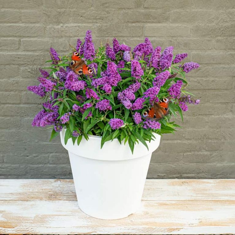 Buddleja butterfly candy little purple 1-min