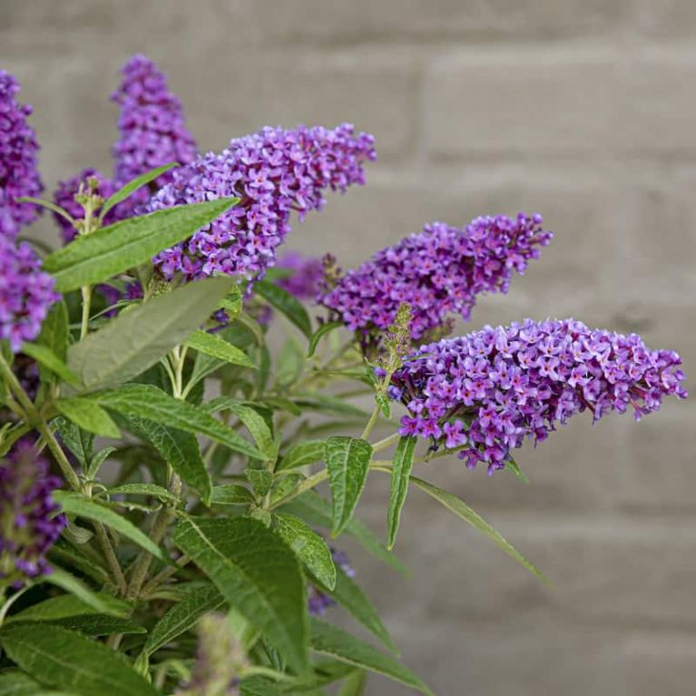 Buddleja butterfly candy little purple 2-min