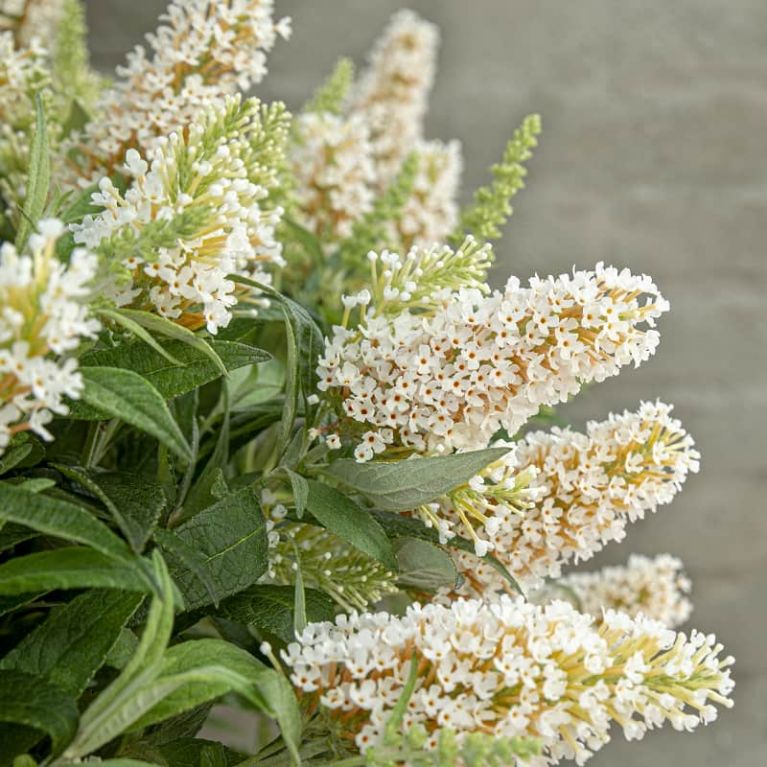 Buddleja butterfly candy little white 1-min