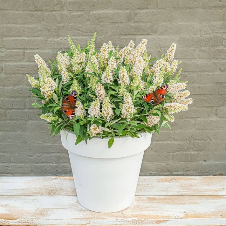 Buddleja butterfly candy little white 2-min