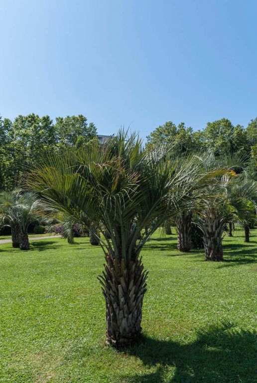 Butia capitata var