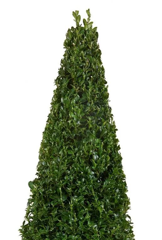 Buxus pyramid closeup p23