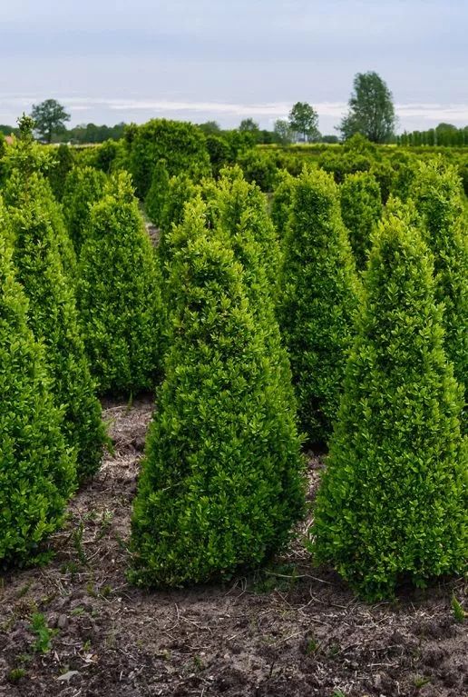 Buxus sempervirens pyramid 1