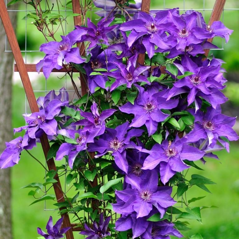 Clematis the president1 k-min