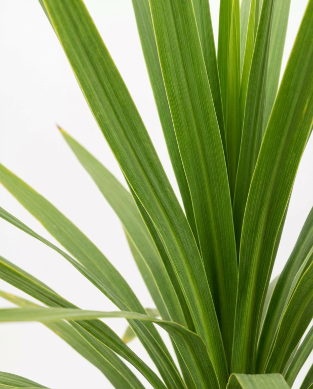 Cordyline australis peko 02