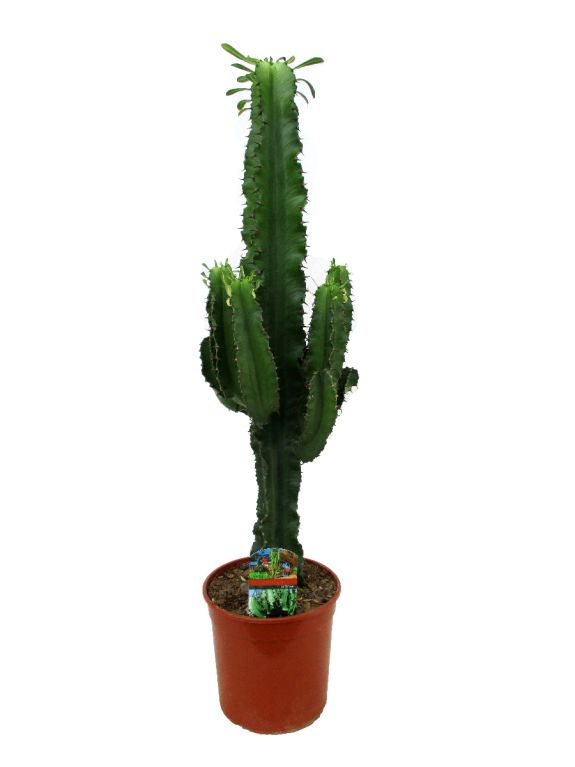Euphorbia erytrea 1