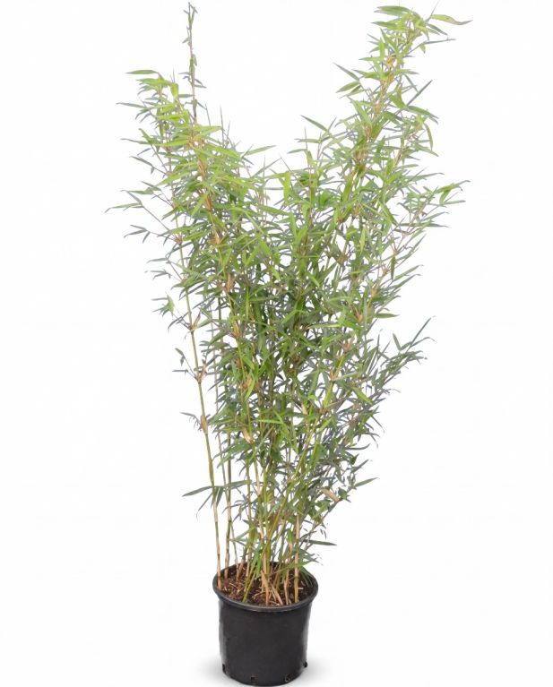 Fargesia robusta campbell p28 - 1