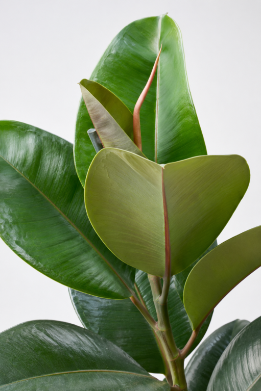 Ficus elastica robusta p21 closeup