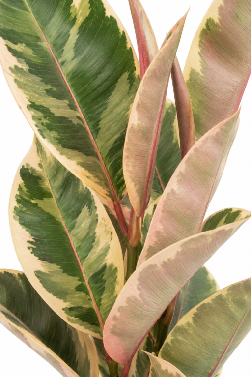 Ficus elasticke tineke p21 closeup