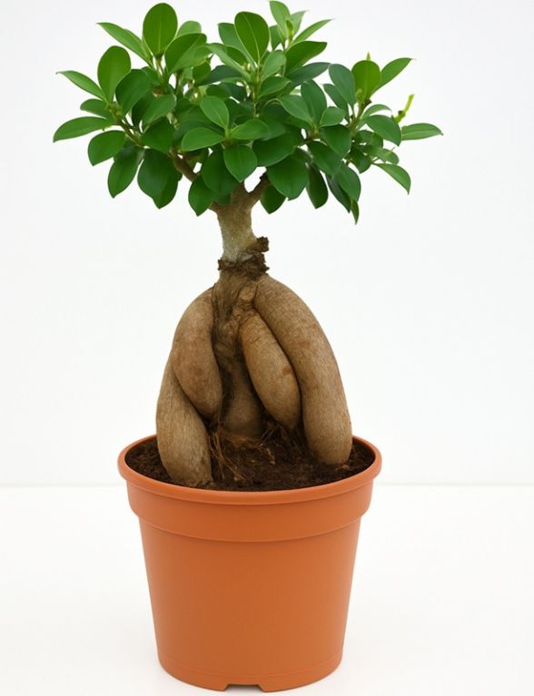 Ficus ginseng p12