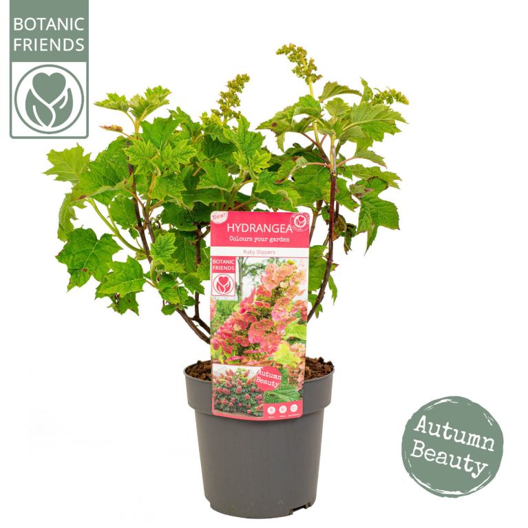 Hydrangea quercifolia ruby slippers 1