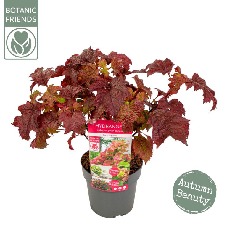 Hydrangea quercifolia ruby slippers 2