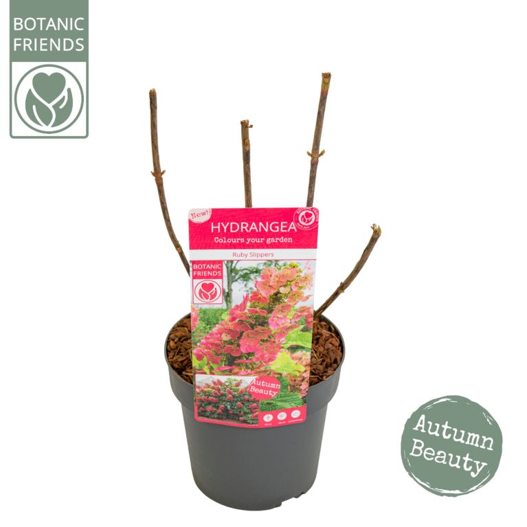 Hydrangea quercifolia ruby slippers 3