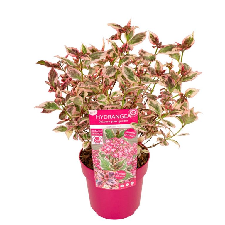 Hydrangea serrata euphoria pink 1