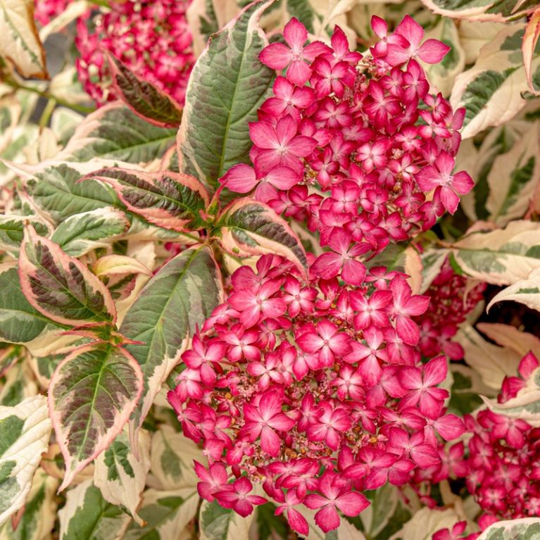Hydrangea serrata euphoria pink 2