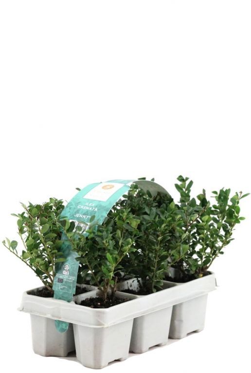 Ilex crenata jenny 6pack 1