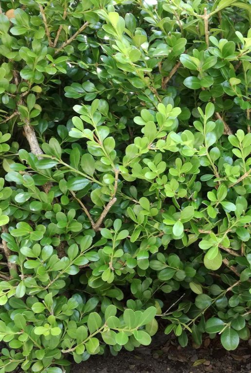 Ilex crenata Jenny