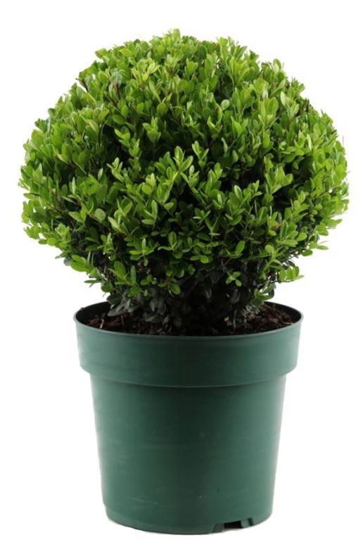 Ilex crenata jenny p21 ball