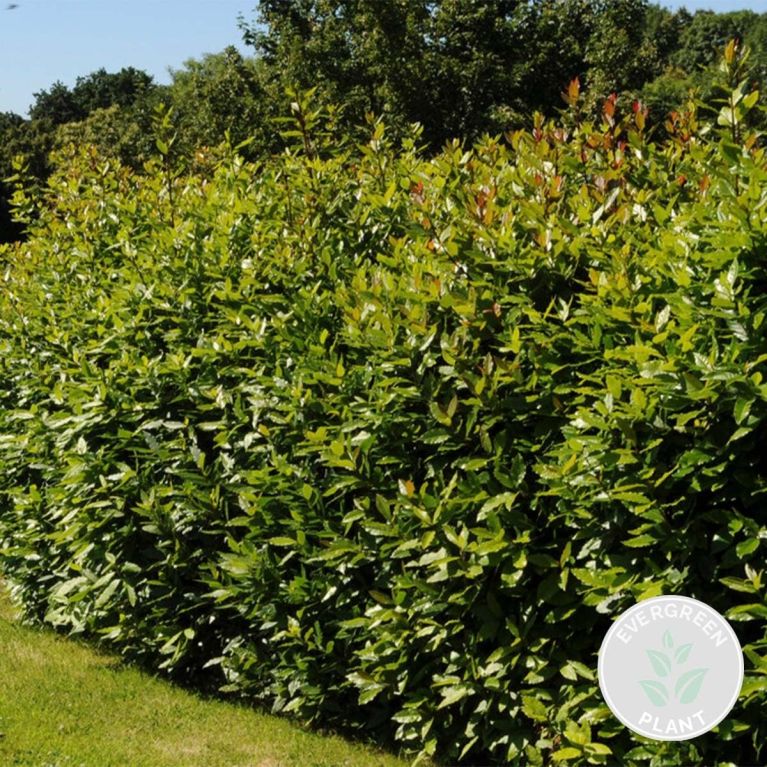 Laurus nobilis