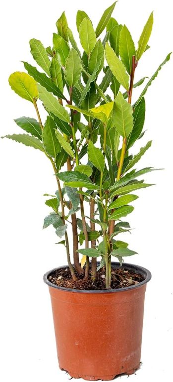 Syngonium Red Spot blad