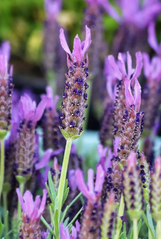Lavandula stoechas anouk gartenpflanze