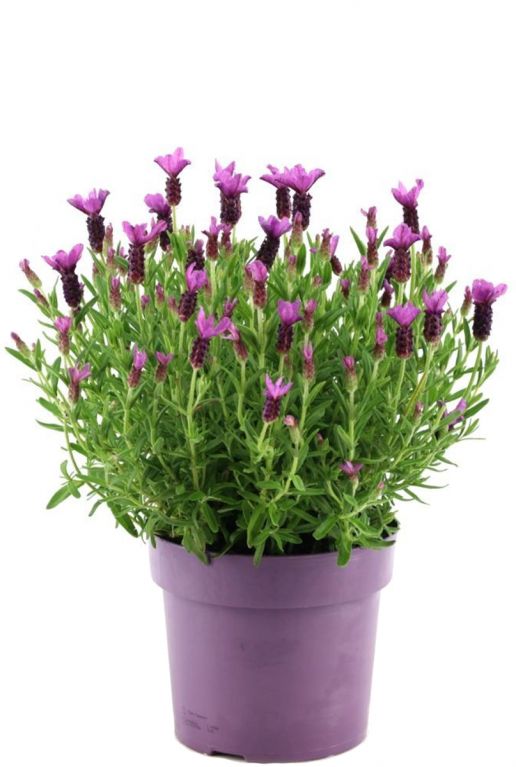 Lavandula stoechas anouk p19