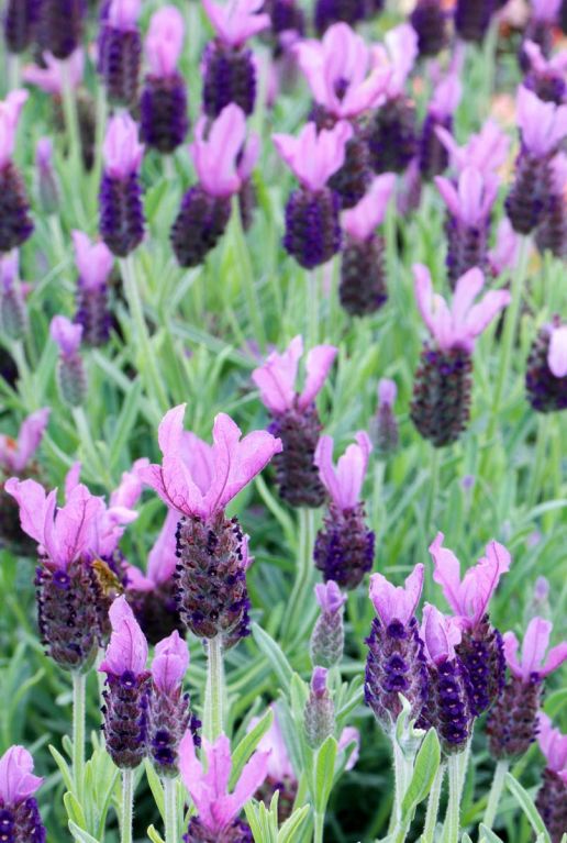 Lavendel stoechas anouk gartenpflanze 19 2
