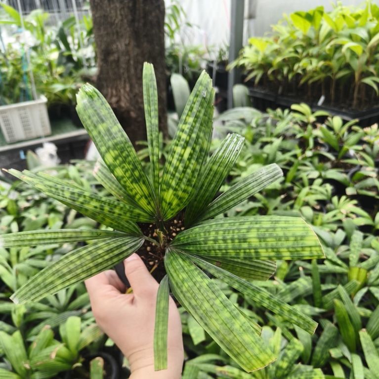 Licuala mattanensis mapu l 800 2