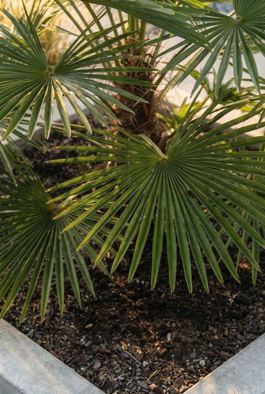 Trachycarpus wagnerianus Frosty
