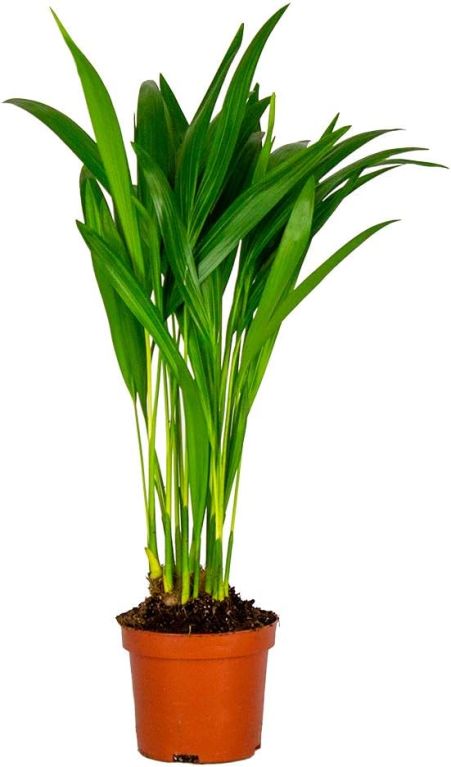 Mps-10071 - dypsis lutescens 2 1