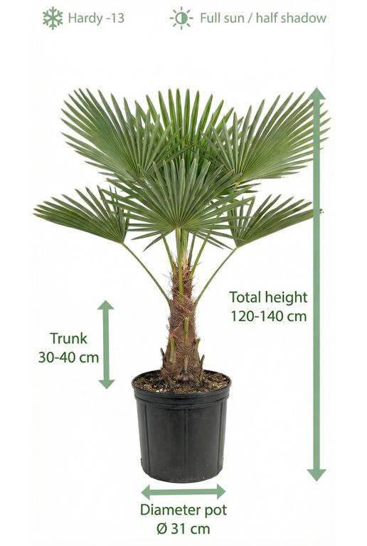 Trachycarpus fortunei (stam 30-40)