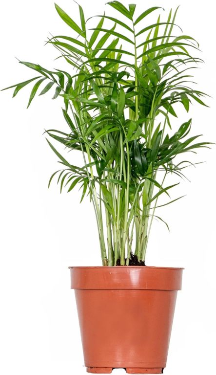 Mps-7762-chamaedorea-elegans