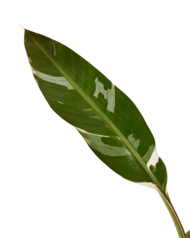 Musa floridana 2 jpeg k