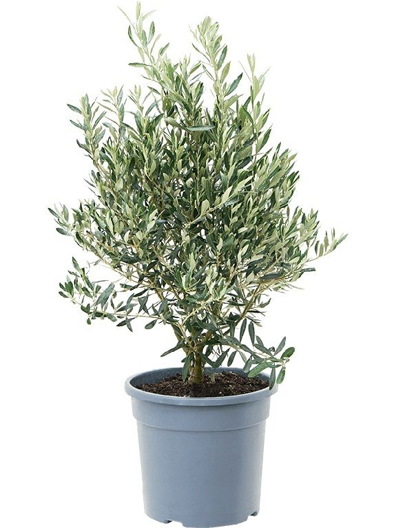 Olea europaea p28 h100 jpeg