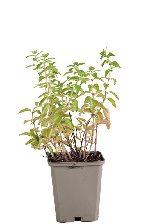 Origanum vulgare pot9 jpeg