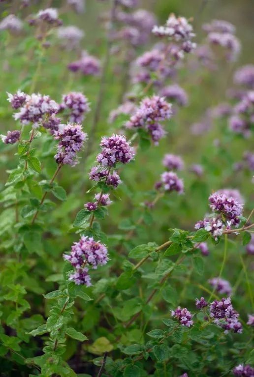 Origanum vulgare tuinplant p9 1