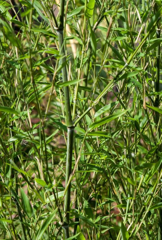 Phyllostachys bissetii gartenpflanze