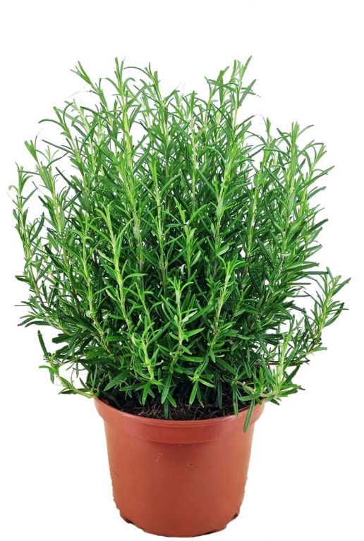 Rosmarinus officinalis 2